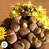 Lithops bromfieldii v Insularis (Living Stones) 40 seeds